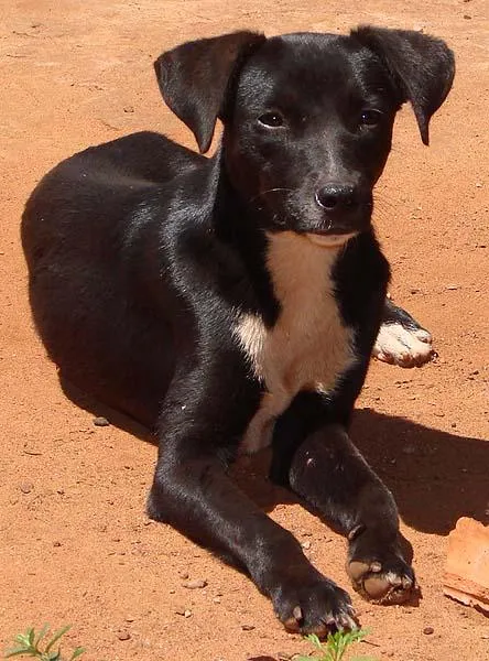 Cachorro ra a SRD idade 1 ano nome Lindas e Vigilantes