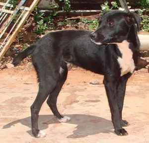 Cachorro raça SRD idade 1 ano nome Lindas e Vigilantes