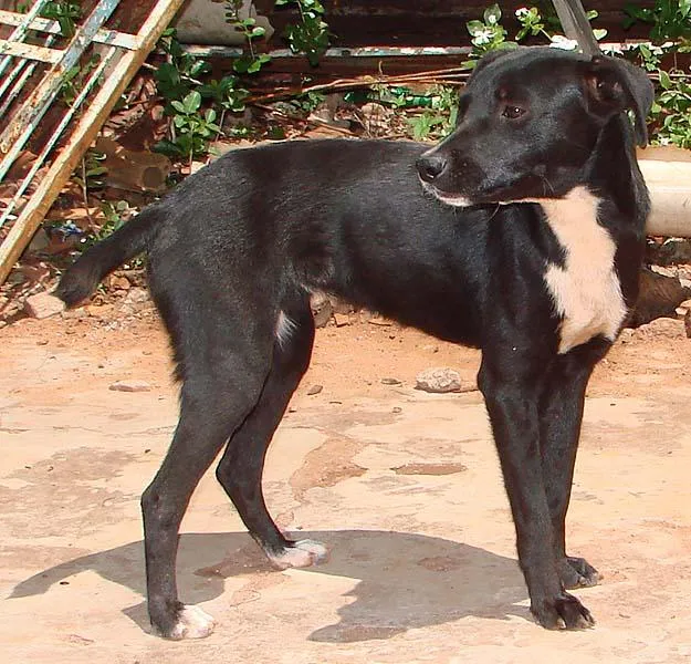 Cachorro ra a SRD idade 1 ano nome Lindas e Vigilantes