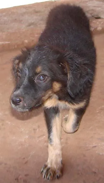 Cachorro ra a SRD idade 1 ano nome Lindas e Vigilantes