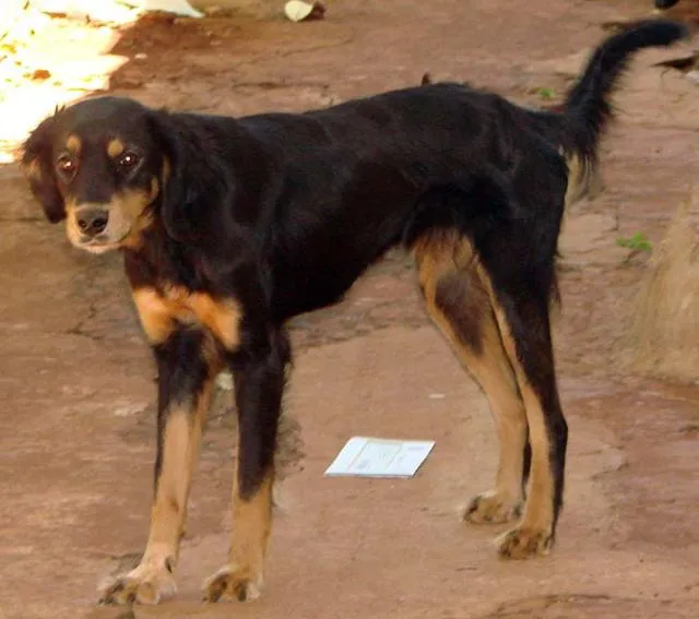 Cachorro ra a SRD idade 1 ano nome Lindas e Vigilantes