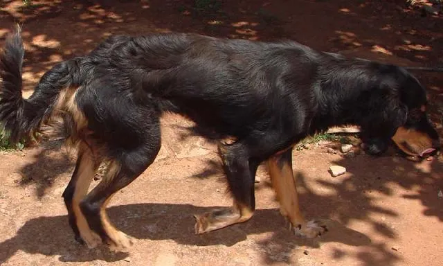 Cachorro ra a SRD idade 1 ano nome Lindas e Vigilantes