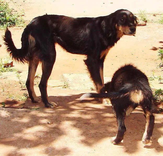 Cachorro ra a SRD idade 1 ano nome Lindas e Vigilantes