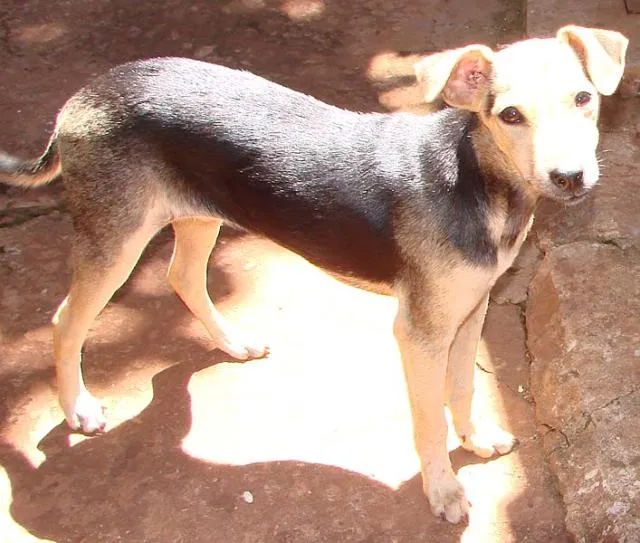 Cachorro ra a SRD idade 1 ano nome Lindas e Vigilantes