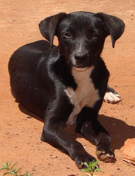 Cachorro ra a SRD idade 1 ano nome Lindas e Vigilantes