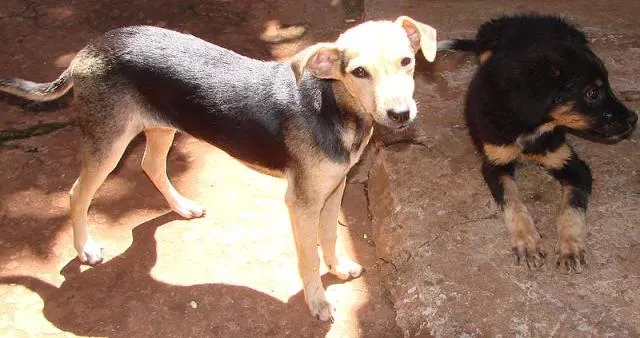 Cachorro ra a SRD idade 1 ano nome Lindas e Vigilantes