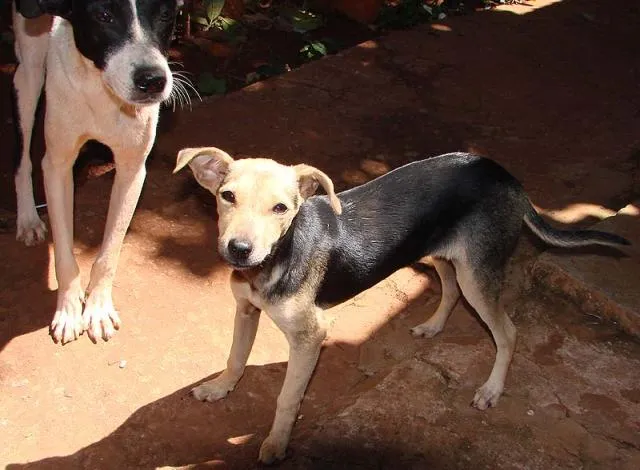 Cachorro ra a SRD idade 1 ano nome Lindas e Vigilantes