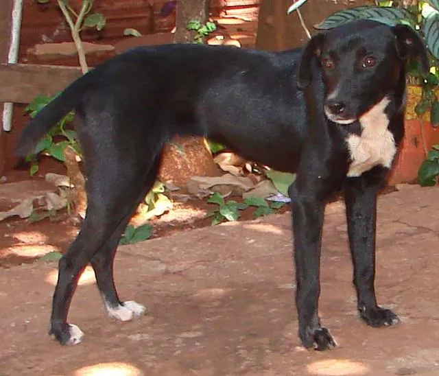 Cachorro ra a SRD idade 1 ano nome Lindas e Vigilantes