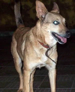 Cachorro raça MestPASTOR idade 4 anos nome Tila