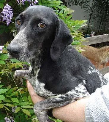 Cachorro ra a Cocker idade 2 anos nome TINA