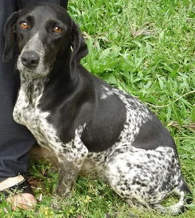 Cachorro ra a Cocker idade 2 anos nome TINA