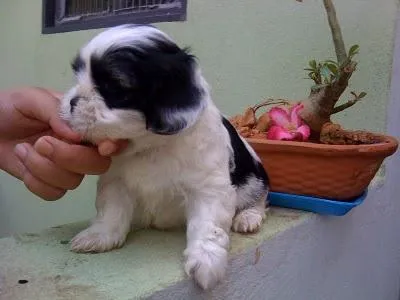 Cachorro ra a Shitzu idade  nome Procura Bastiana