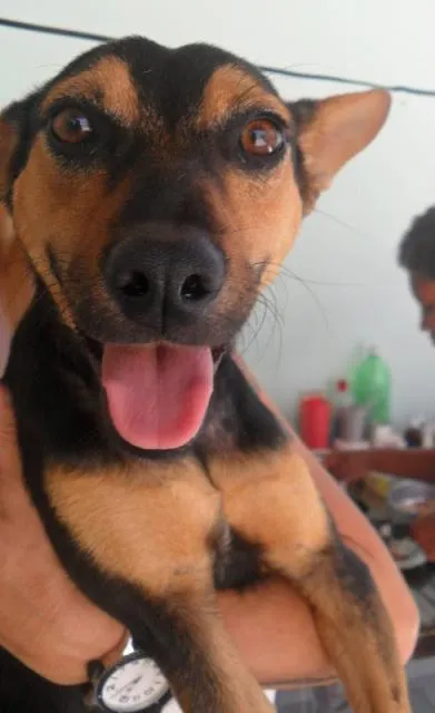 Cachorro ra a SRD idade 1 ano nome Amigos Verdadeiros