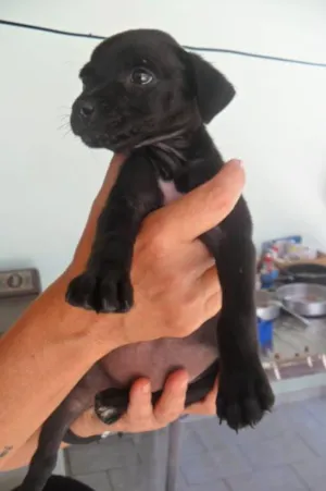 Cachorro raça SRD idade 1 ano nome Amigos Verdadeiros