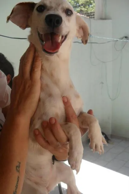 Cachorro ra a SRD idade 1 ano nome Amigos Verdadeiros