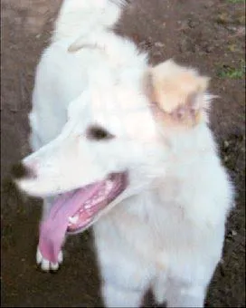 Cachorro ra a Pastor idade 1 ano nome Mila