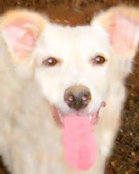 Cachorro ra a Pastor idade 1 ano nome Mila