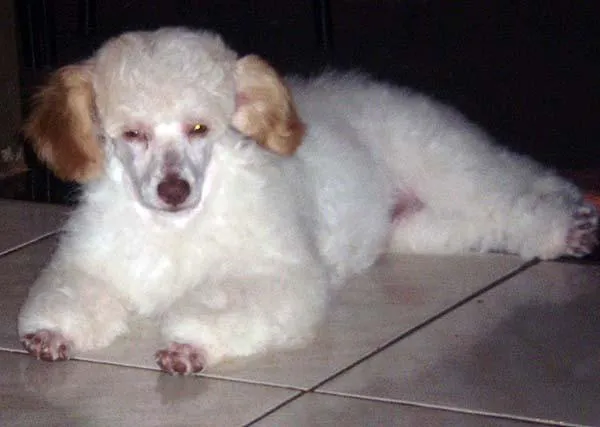 Cachorro ra a Poodle idade 2 anos nome Pakita