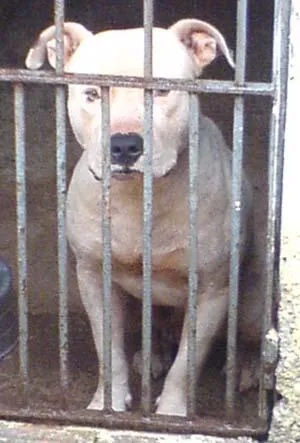 Cachorro raça PitBull idade 2 anos nome Pit DÓCIL