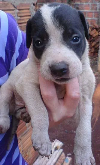 Cachorro ra a SRD idade Abaixo de 2 meses nome VARIOS