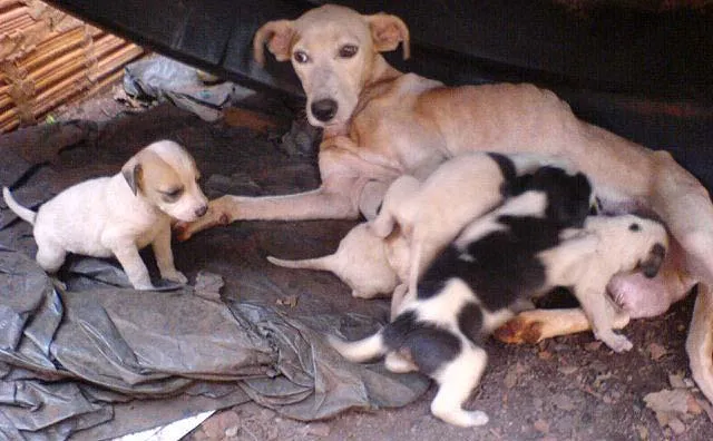 Cachorro ra a SRD idade Abaixo de 2 meses nome VARIOS