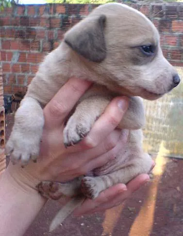 Cachorro ra a SRD idade Abaixo de 2 meses nome VARIOS