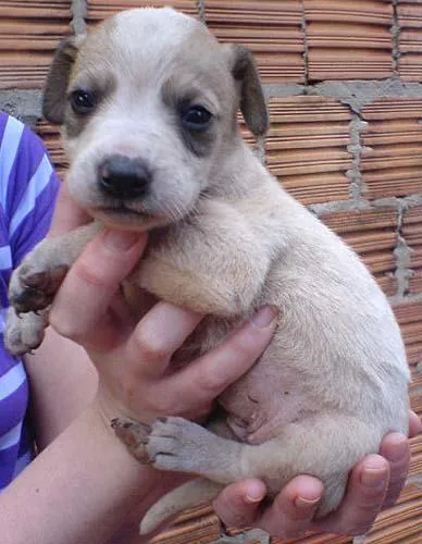 Cachorro ra a SRD idade Abaixo de 2 meses nome VARIOS