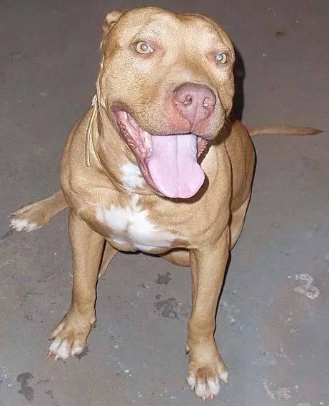 Cachorro ra a PitBull idade 5 anos nome PitBONZINHO