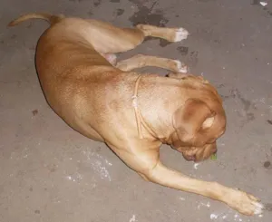 Cachorro raça PitBull idade 5 anos nome PitBONZINHO