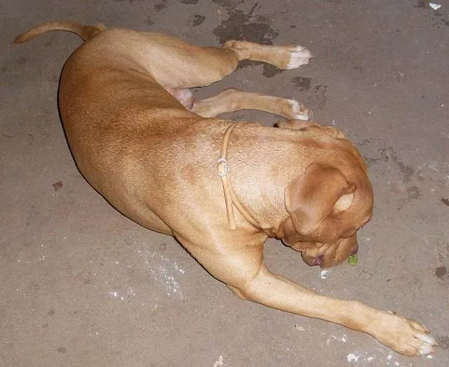 Cachorro ra a PitBull idade 5 anos nome PitBONZINHO