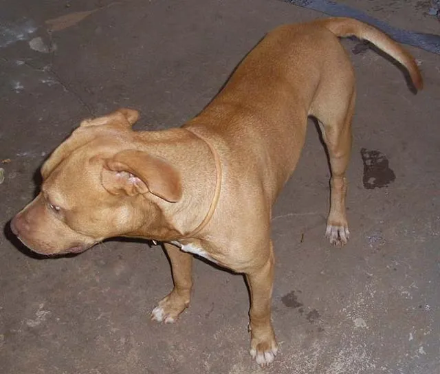 Cachorro ra a PitBull idade 5 anos nome PitBONZINHO