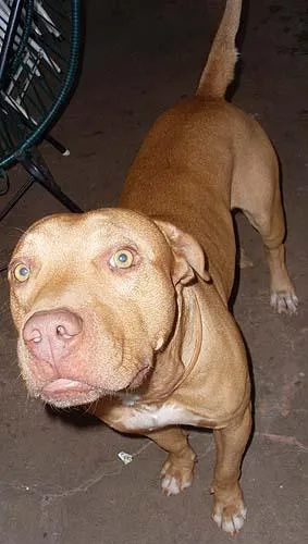 Cachorro ra a PitBull idade 5 anos nome PitBONZINHO