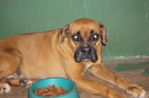 Cachorro raça Boxer idade 4 anos nome Leona