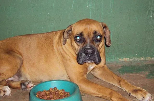 Cachorro ra a Boxer idade 4 anos nome Leona