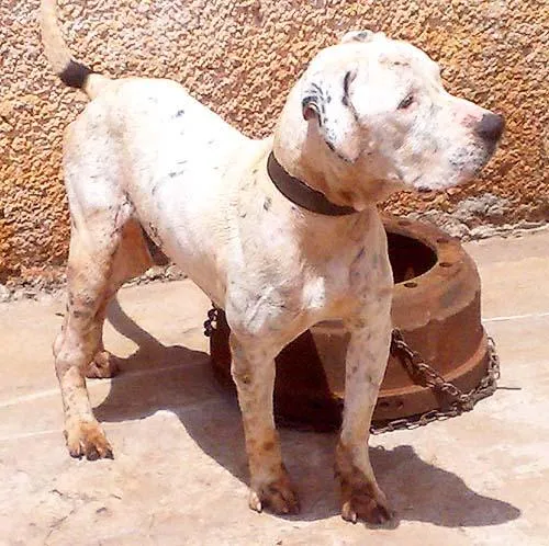 Cachorro ra a PitBull idade 6 ou mais anos nome PitBOM