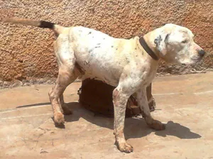 Cachorro raça PitBull idade 6 ou mais anos nome PitBOM