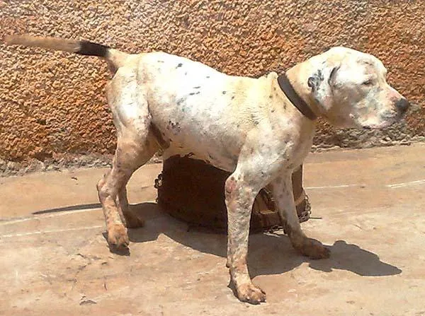 Cachorro ra a PitBull idade 6 ou mais anos nome PitBOM