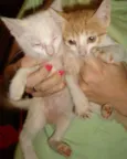 Gatinhos