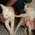 Gatinhos