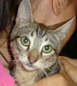 Gato ra a SRD idade 2 a 6 meses nome Gatinhos