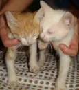 Gatinhos