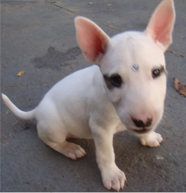 Cachorro ra a Bull Terrier idade 2 a 6 meses nome Sophia