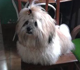 Cachorro ra a Shitzu idade 2 anos nome Procura RAVI