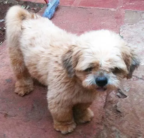 Cachorro ra a Lhasa Apso idade 1 ano nome Tobi