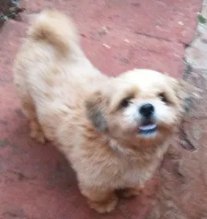 Cachorro raça Lhasa Apso idade 1 ano nome Tobi