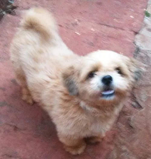 Cachorro ra a Lhasa Apso idade 1 ano nome Tobi