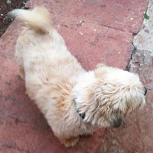 Cachorro ra a Lhasa Apso idade 1 ano nome Tobi