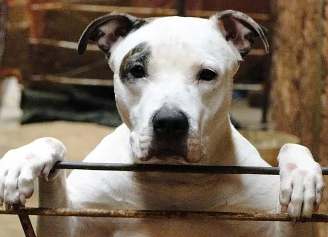 Cachorro ra a PitBull idade 3 anos nome AIRA Dócil