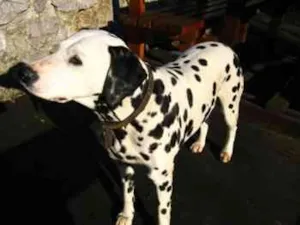 Cachorro raça Dalmata idade 2 a 6 meses nome Sofia