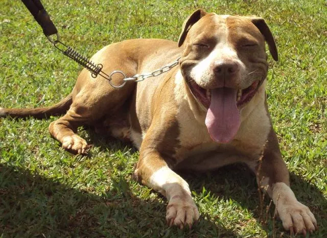 Cachorro ra a PitBull idade 2 anos nome Procura RECOMPENSA